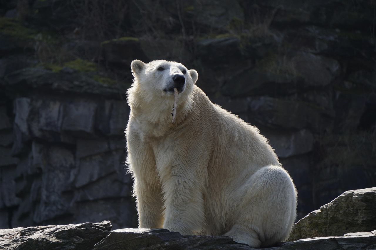 Toronto Zoo